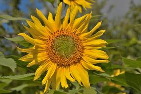 bright Sunflower Flower Target