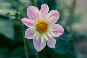 Dahlia Hortensis Neck