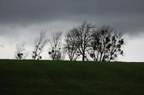 trees bent by the winds