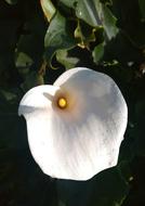 Arum Flower White Petals