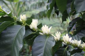cute white flowers on a branch