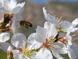 Bee Flight Flying