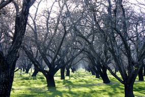 beautiful trees in the park