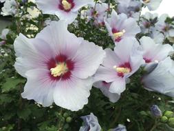 Althaea Rosea White Red Purple