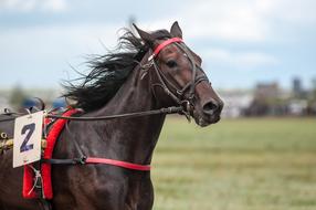 racing Horse with number 2 on side