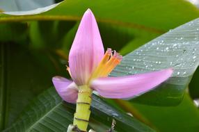 Flowers Banana Leaves