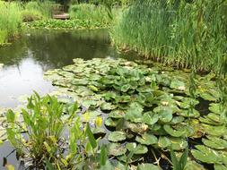 Water Lilies Lake