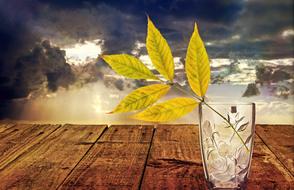 Still Life, yellow leaves in Glass Vase