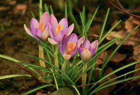 Crocus Spring Flower