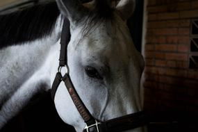 face of a white horse in a bridle