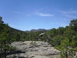 rock overgrown with trees