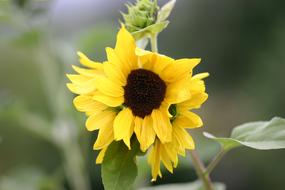 Sunflower Flower Yellow
