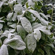 Winter Hoarfrost Iced