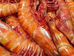 Shrimp Seafood Fishing