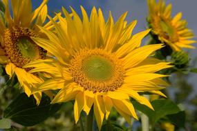 Sunflower Yellow The Shining