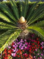 Palm tree and colorful Flowers