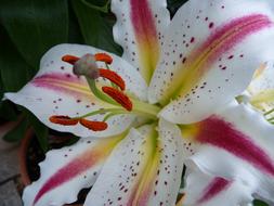 Flower Close Up Plant