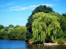 willow tree in Park near Lake