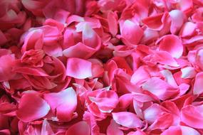 Rose Petals Flower