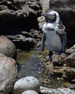 Penguin South Africa Bettys