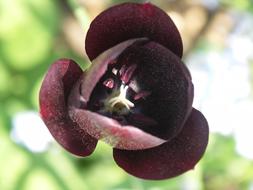 Tulip Black