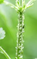 flower stalk with a beetle