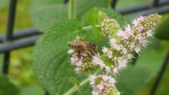 Bee Blossom Bloom