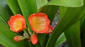 Amarillidaceae Belt Sheet Blossom