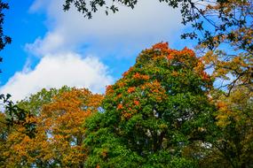 Forest Autumn Trees