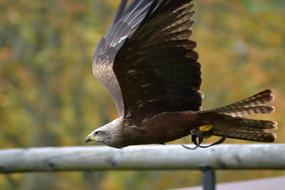 brown raptor bird in flight