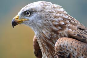 profile portrait of a bird of prey