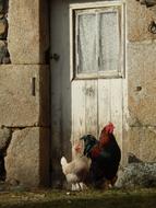 Field Hen Cock