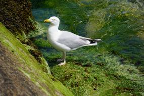 seagull standing in water