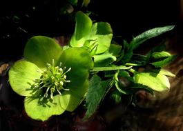 Green Hellebore Flower in spring