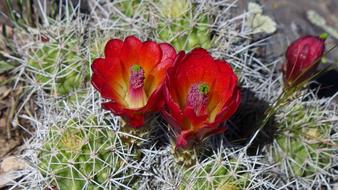 prickly Cactus in Bloom, usa, Colorado