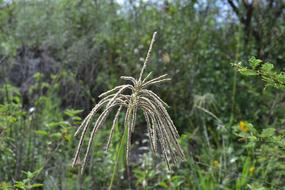 Grass Flower