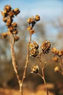 Flower Drought Winter