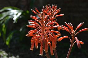 Flowers Aloe Sun