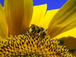 Sunflower Hummel Blossom
