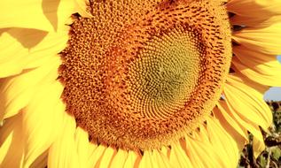 yellow Sunflower Flower leaves