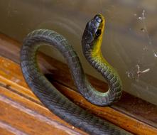 Green Tree Snake Coiled