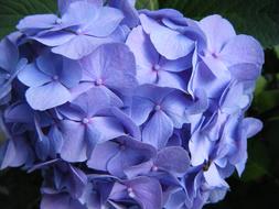 blue Hydrangea Blossoms