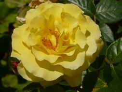 Macro Pink Yellow