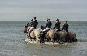 Sea Animals Horses