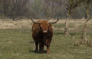 Nature Animals Beef Scottish