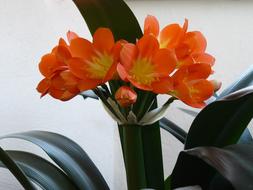 Flower Clivia Pleasure