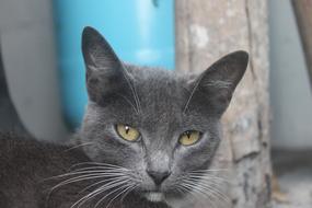 grey big-eared cat close-up on a blurred background