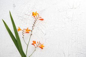 Crocosmia flowers blossoms