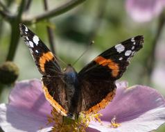 Butterfly Close Up Spring