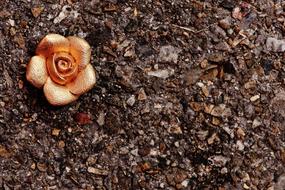 Rose Gold Blossom